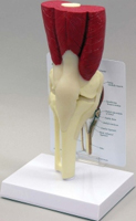 Muscled Knee Pharmaceutical and Anatomical Model Gifts